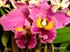 Brassolaeliocattleya King of Taiwan 'Ta-Hsin'